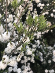 Kunzea ambigua