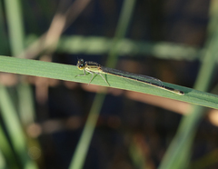 Ischnura elegans elegans
