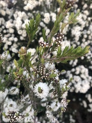 Kunzea ambigua