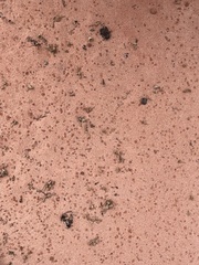 Quercus × pauciloba