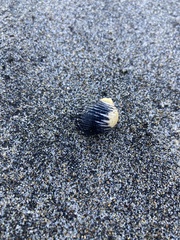 Nerita scabricosta