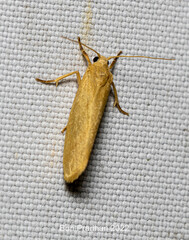 Arctiinae