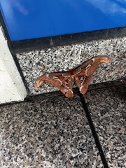 Attacus atlas