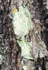 Lecanora thysanophora