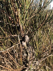 Allocasuarina littoralis