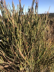 Allocasuarina littoralis