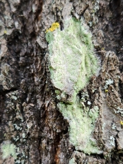 Lecanora thysanophora