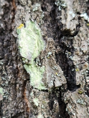 Lecanora thysanophora