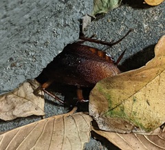 Periplaneta americana