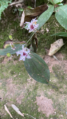 Tricyrtis