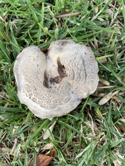 Agaricus bernardii
