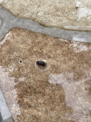 Armadillidium vulgare