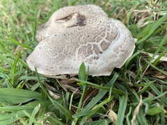 Agaricus bernardii
