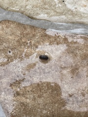 Armadillidium vulgare