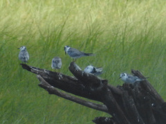 Chlidonias leucopterus