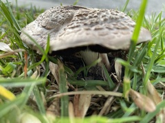 Agaricus bernardii