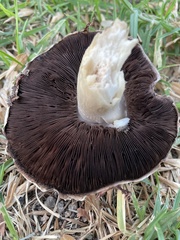 Agaricus bernardii