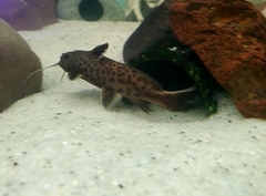 Synodontis lucipinnis