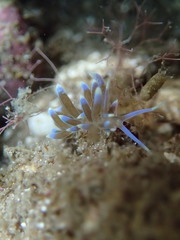 Phyllodesmium macphersonae