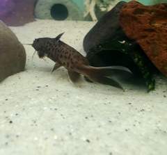 Synodontis lucipinnis