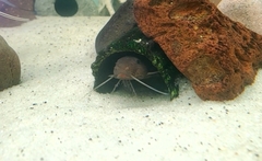 Synodontis lucipinnis