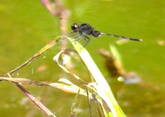 Erythemis plebeja