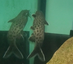 Synodontis lucipinnis
