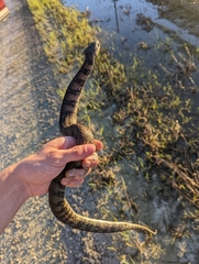 Nerodia fasciata pictiventris