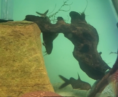 Synodontis lucipinnis