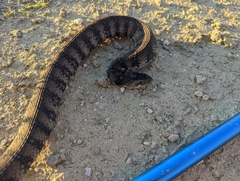 Nerodia fasciata pictiventris