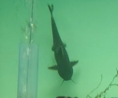 Synodontis lucipinnis