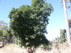 Harpullia pendula