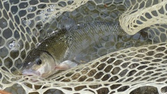 Semotilus corporalis