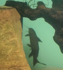 Synodontis lucipinnis