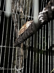 Polypedates megacephalus