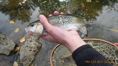 Semotilus corporalis