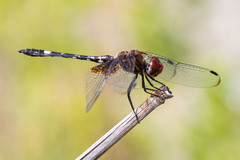 Dythemis fugax