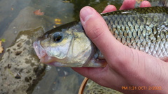 Semotilus corporalis