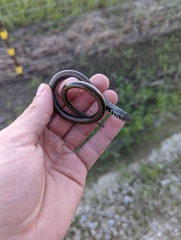 Ophisaurus ventralis