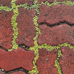 Evolvulus nummularius