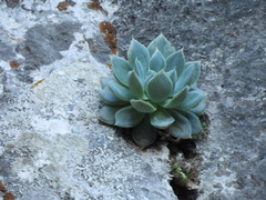 Echeveria simulans