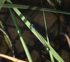 Ischnura elegans elegans