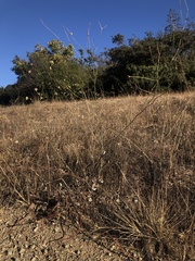 Eriogonum nudum auriculatum