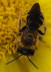 Callandrena