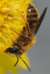 Callandrena