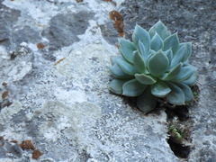 Echeveria simulans