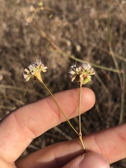 Eriogonum nudum auriculatum