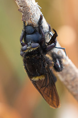 Mallophora leschenaulti