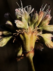 Eriogonum nudum auriculatum