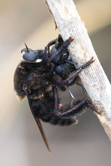 Mallophora leschenaulti